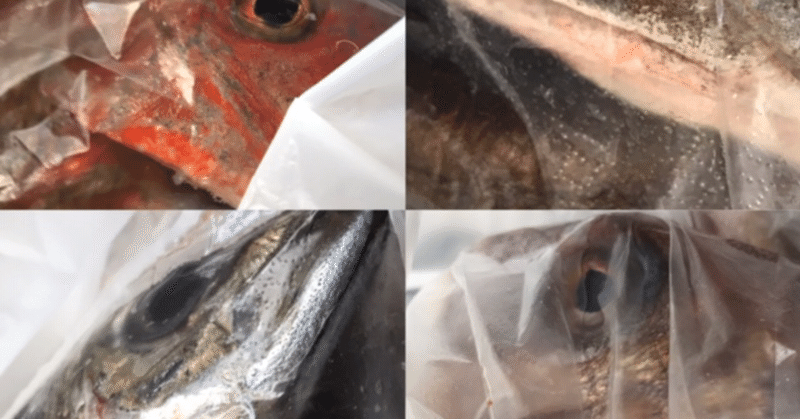 魚さばきはオレにまかせろ 初心者も約2時間で姿造りが出来る オクト君のやさしいサカナのさばき方教室 特別編 活魚オールスターズを捌く 約2時間でサカナがさばけられる 料理教室主宰サカナサバキスト オクトくん Note 魚さばきはオレにまかせろ 初心者も約2時間で姿造りが出来る オクト君のやさしいサカナのさばき方教室 特別編 活魚オールスターズを捌く 約2時間でサカナがさばけられる 料理教室主宰サカナサバキスト オクトくん Note