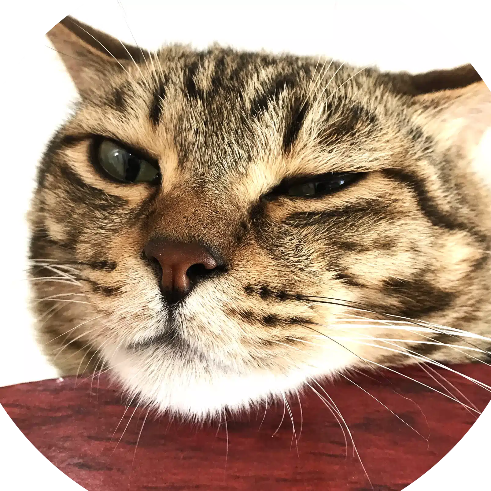 にゃんゼミ｜猫雑学
