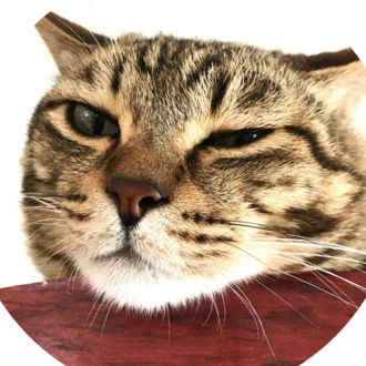 にゃんゼミ｜猫雑学