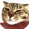 にゃんゼミ｜猫雑学