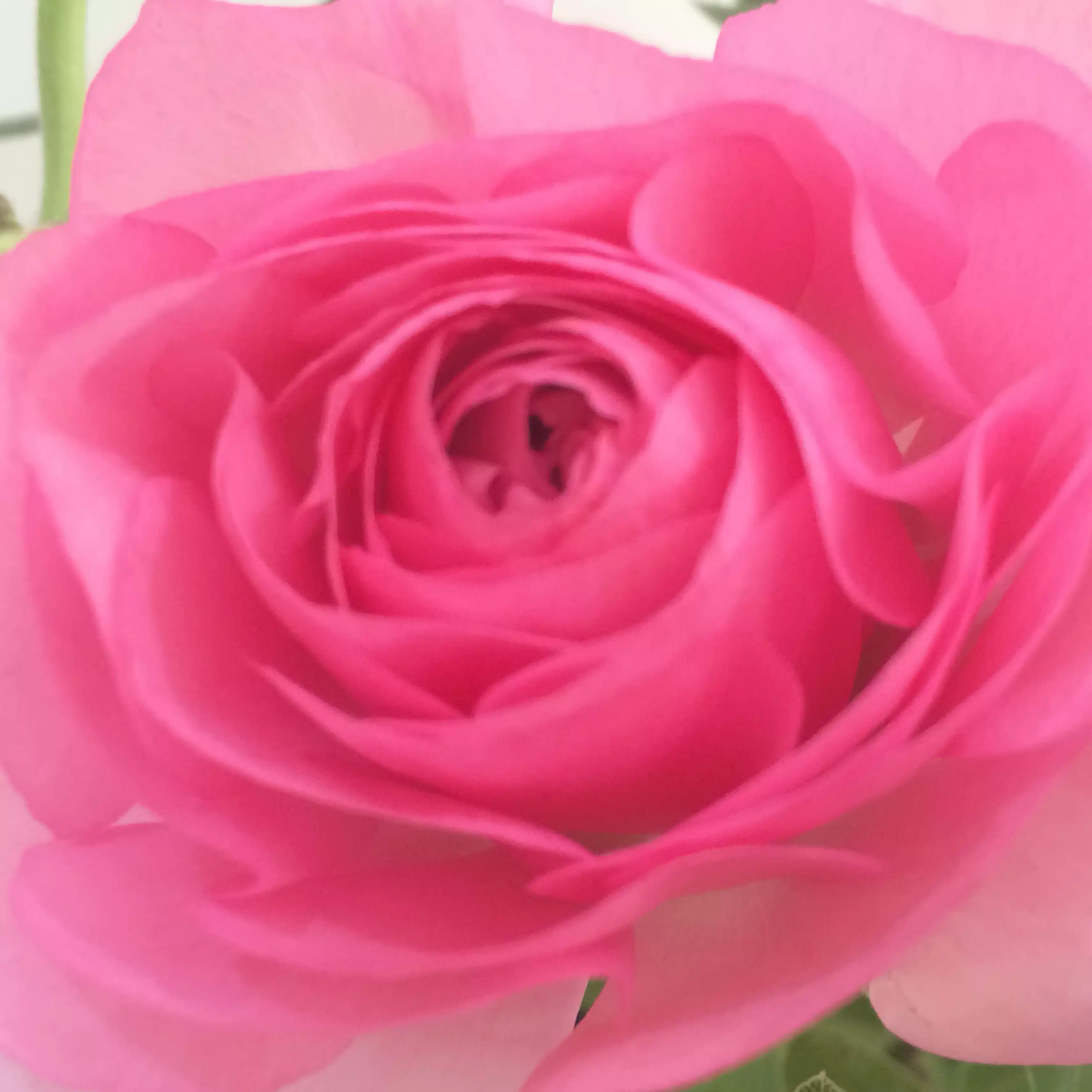 ミューラ 花音