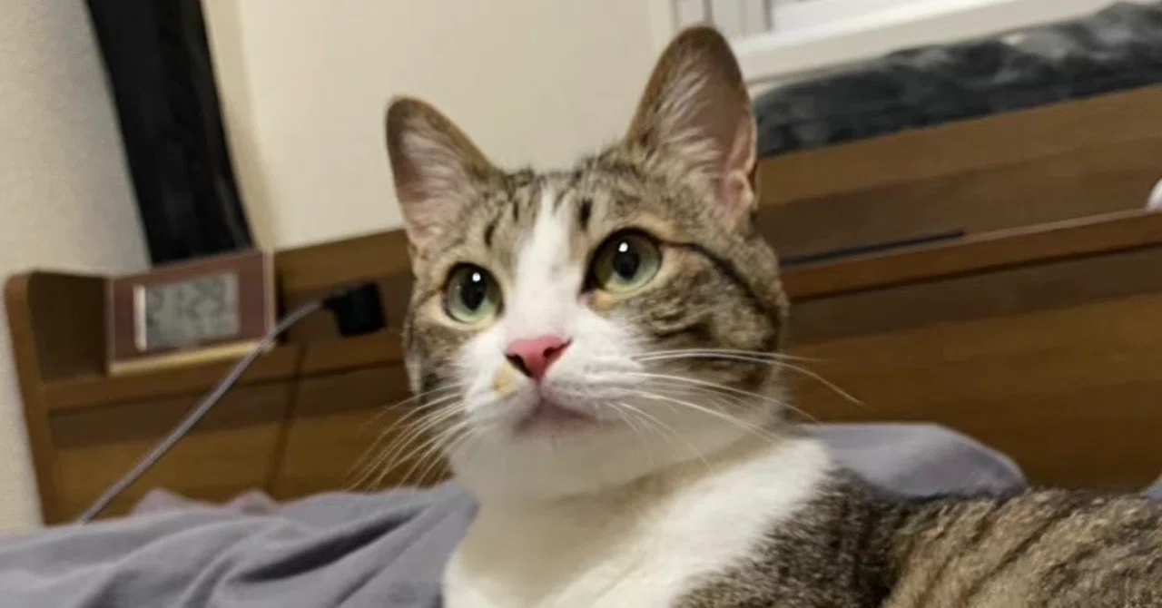 猫との出会いは偶然じゃない？NNNという都市伝説｜先生と僕