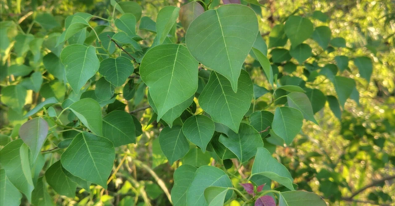 *Chinese Tallow Tree and Japanese Wax Tree*｜Luku