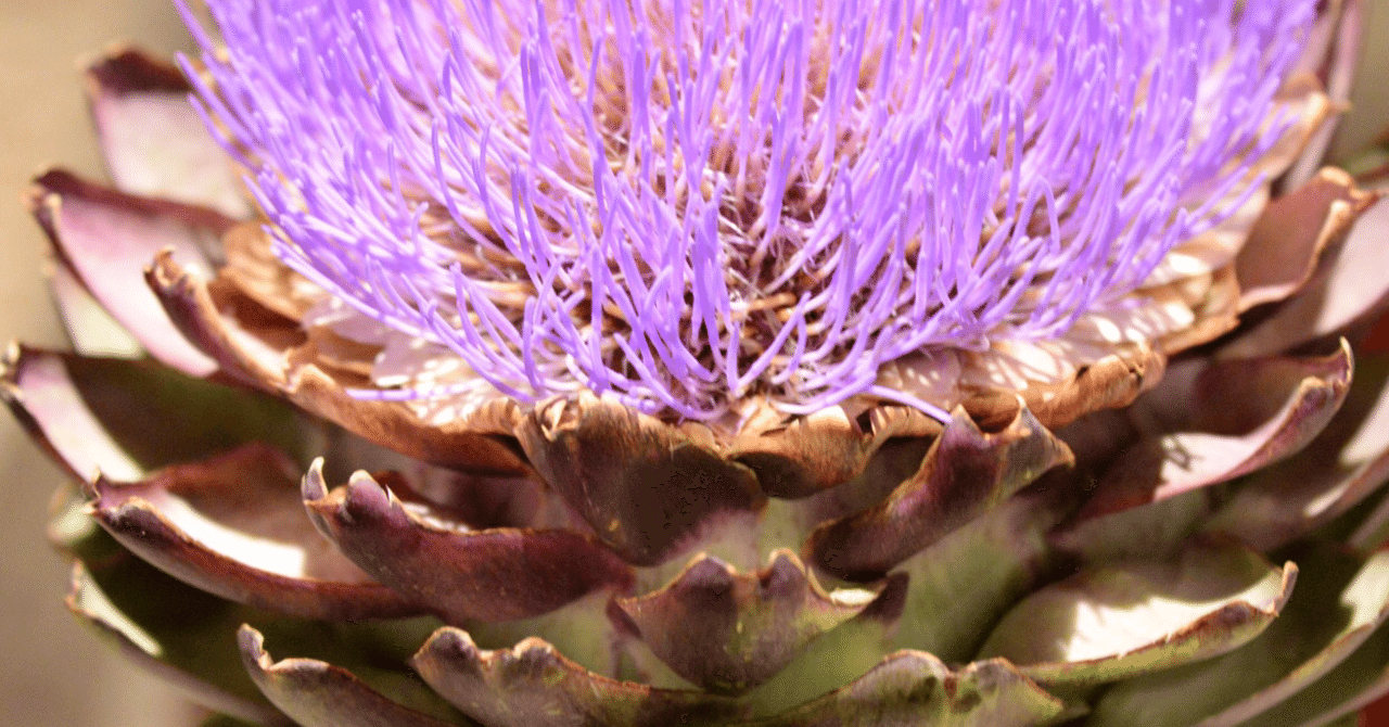 アーティチョークの花 Cuoco Di Saga Note アーティチョークの花 Cuoco Di Saga Note