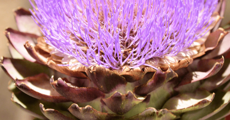 アーティチョークの花 Cuoco Di Saga Note