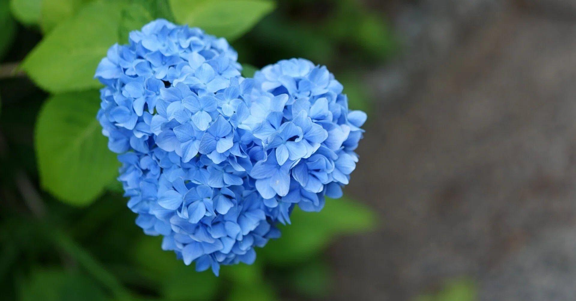 堂本印象「かがやく花」「紫陽花」リトグラフ２枚組 紫陽花#2 ～ 京丹後市「奈具神社」にて ～｜hitoyasumi_hitoyasumi