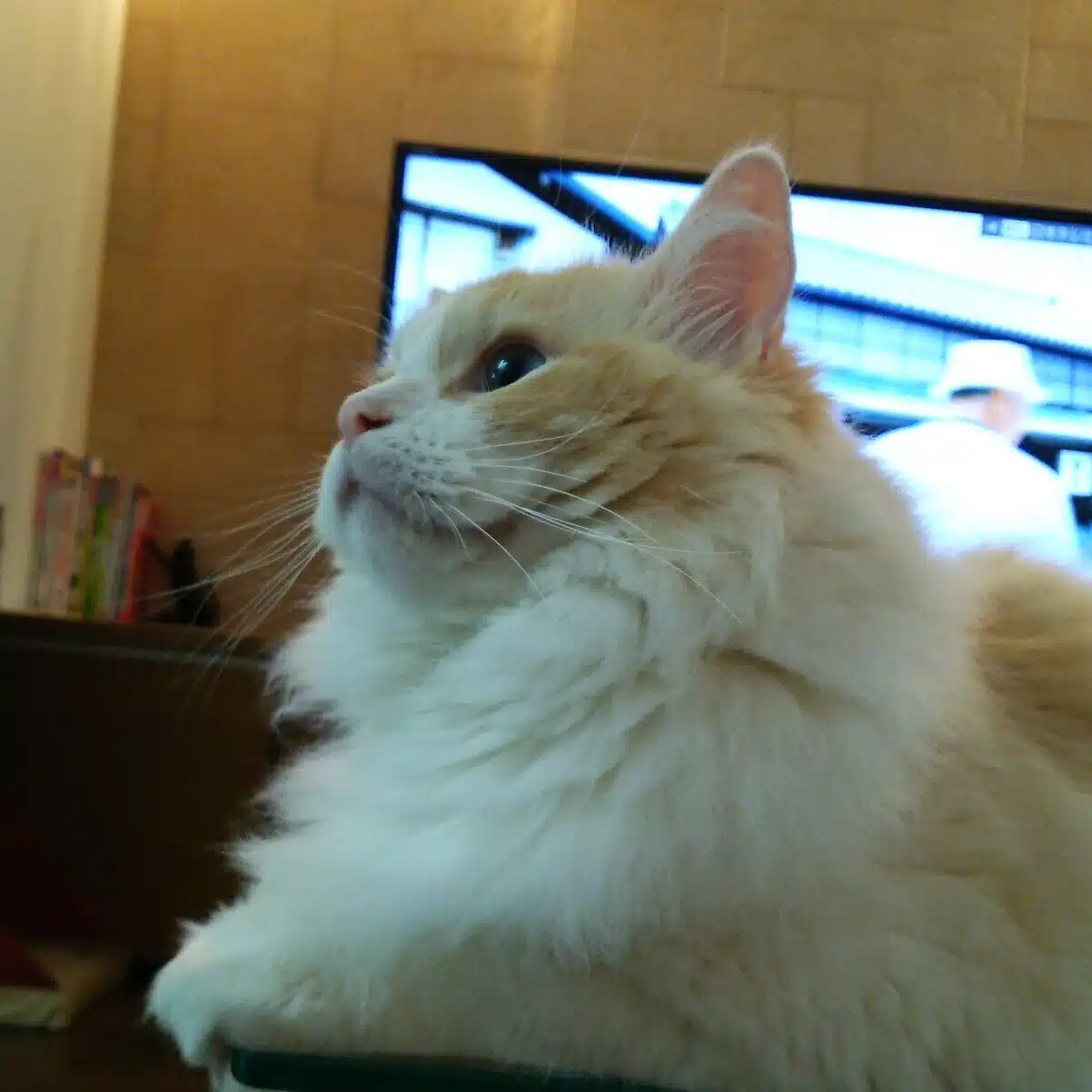 猫まるこ(=・ω・=)猫まみれ