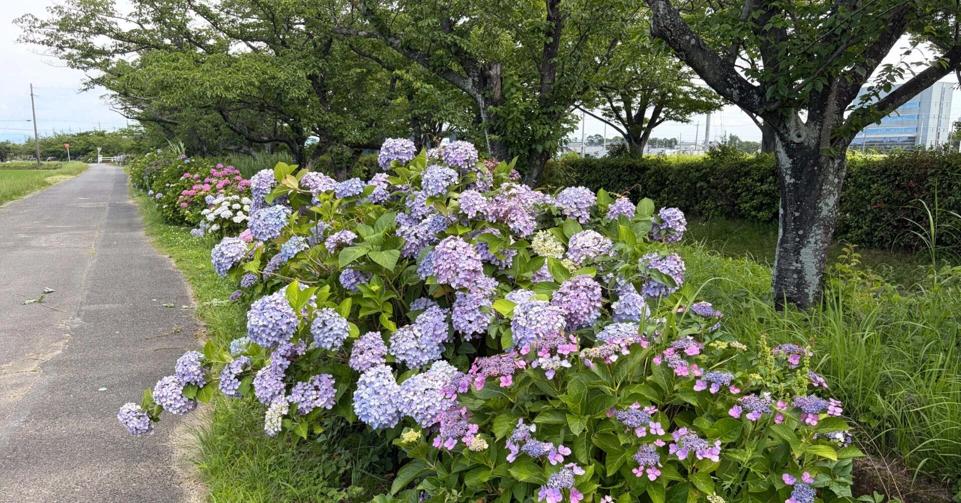 あじさい あじさい2｜morokosi