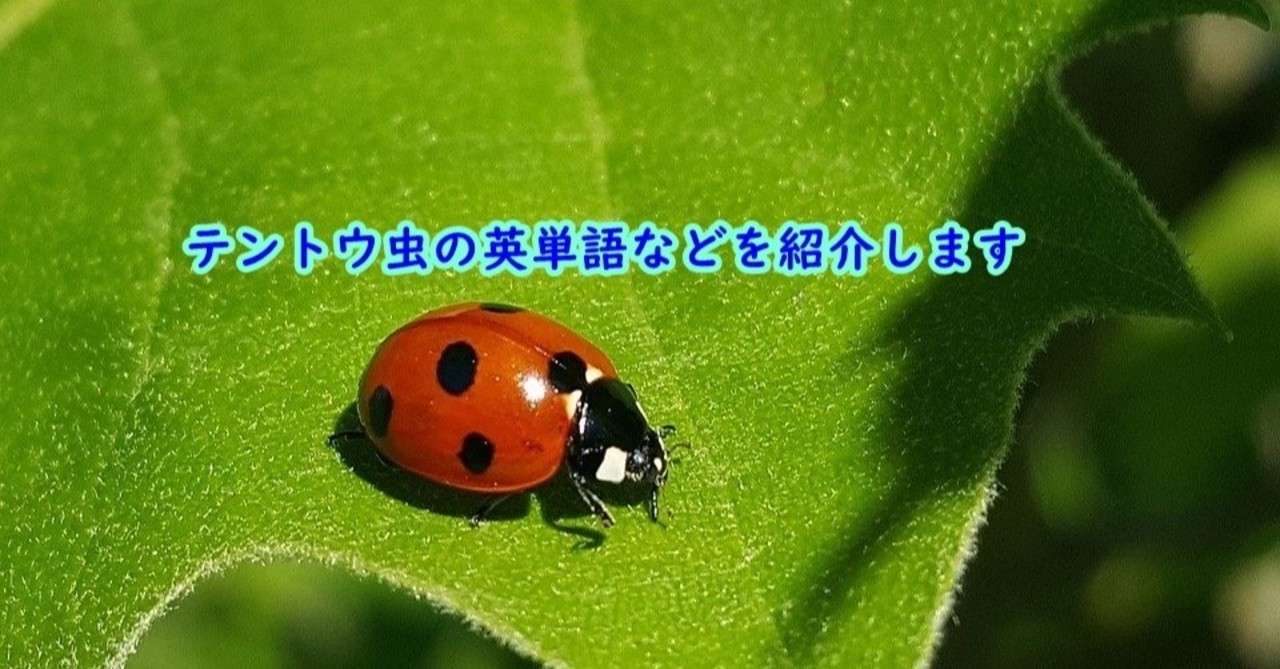 てんとう 虫 英語 発音 シモネタ