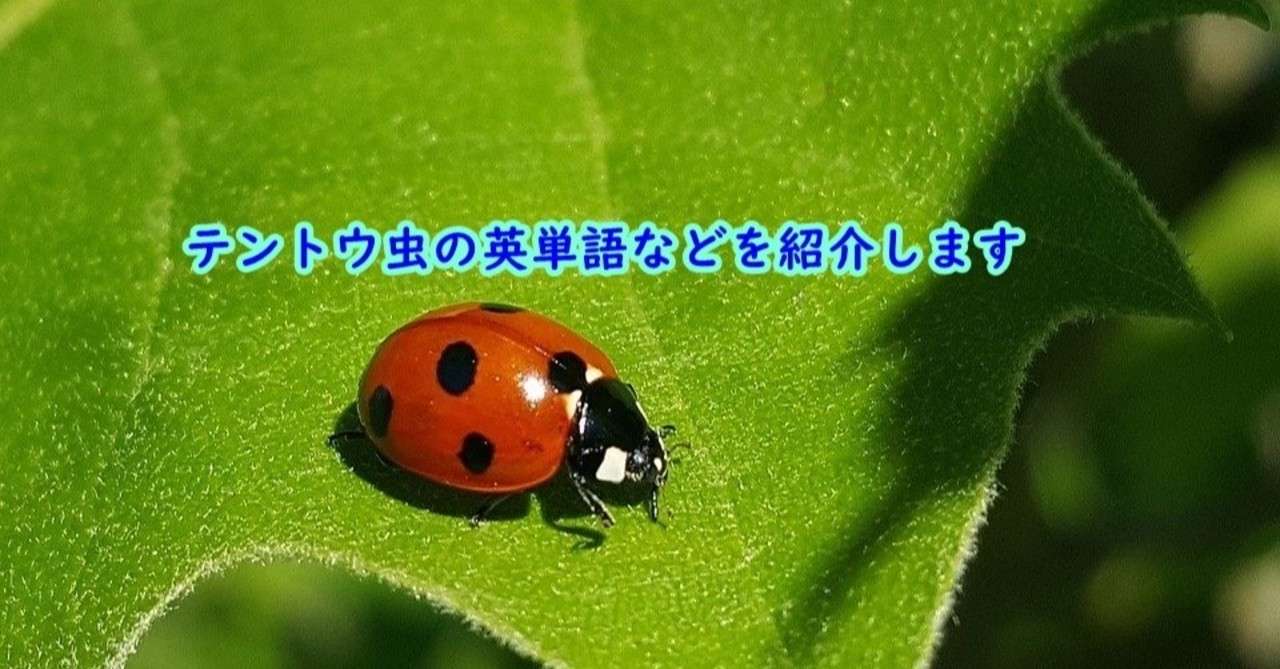 トップ 100 てんとう 虫 英語 発音