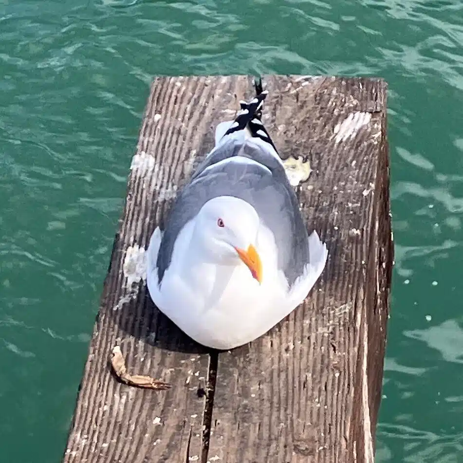 ねこだま