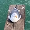 ねこだま