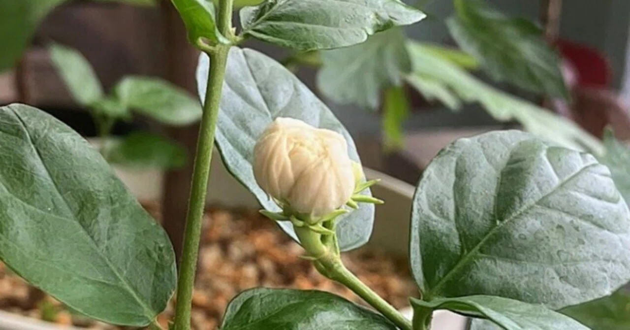 ジャスミンの香り｜植物ぷらんくとん