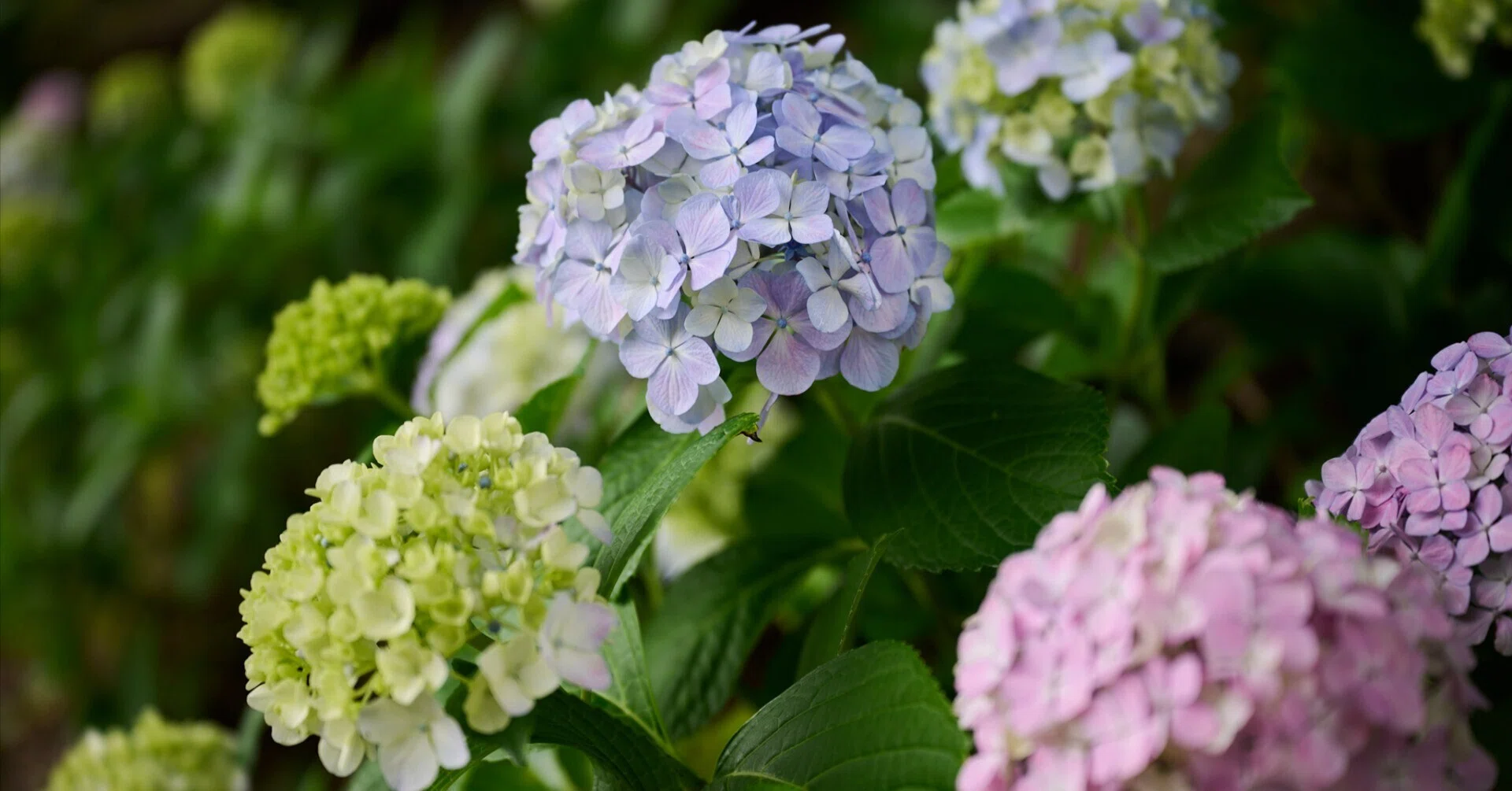 5 Nikon Z8で撮る2026年の紫陽花｜ゆきだま