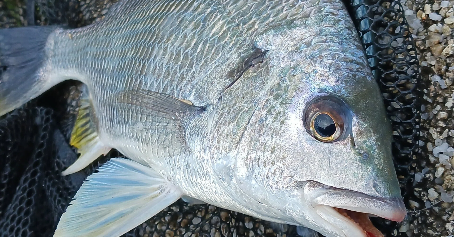 海洋公園でクロダイのヘチ釣り 今年初のポイント調査 まさかの良型