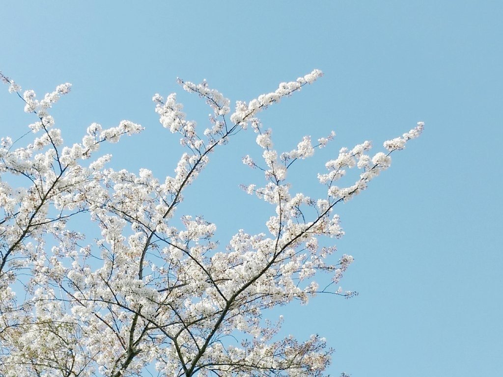 桜自撮り１