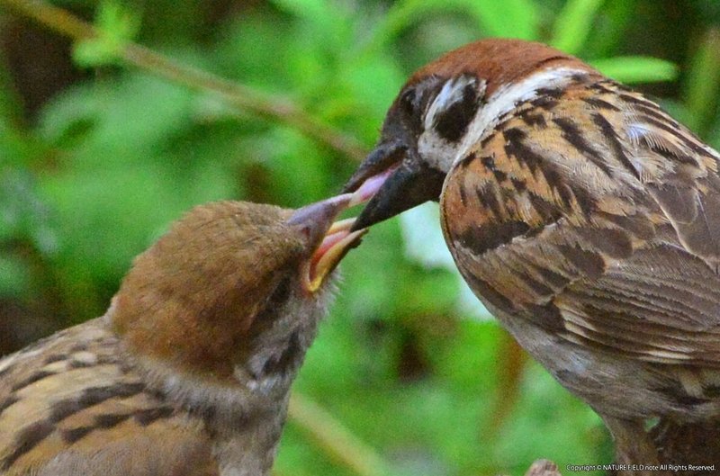 スズメ幼鳥と親　-089(修正)切り抜き