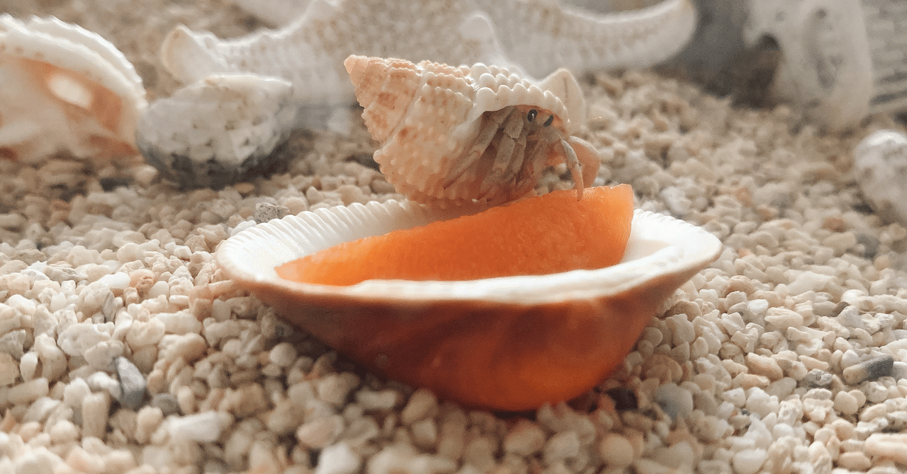 オカヤドカリを知っていますか やどかり Note オカヤドカリを知っていますか やどかり Note