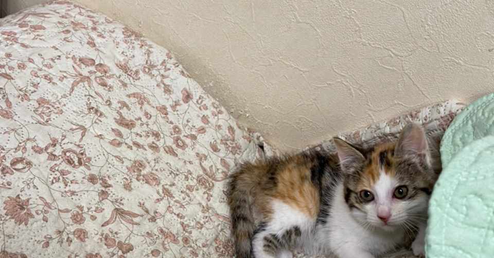 子猫ってあっという間に大きくなるのね Mylien ミリン Note