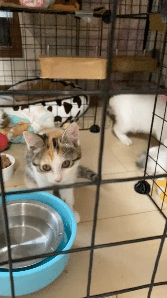 子猫ってあっという間に大きくなるのね Mylien ミリン Note