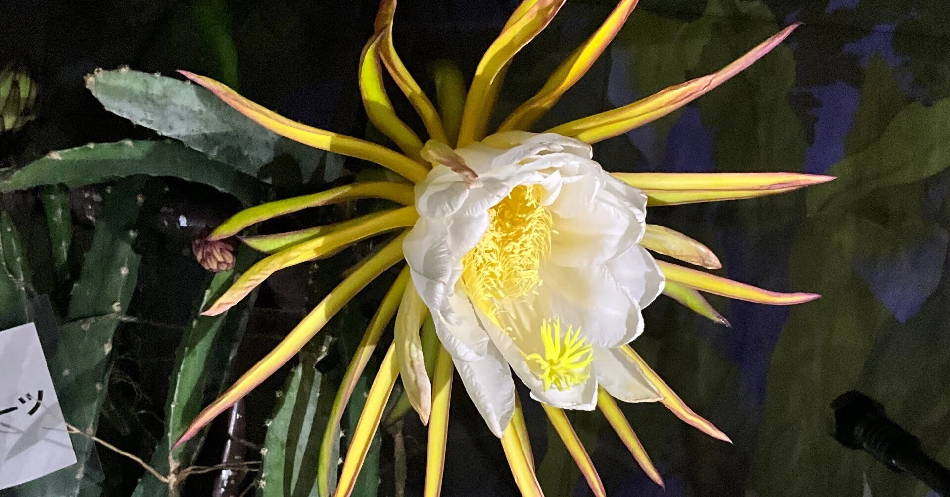 ドラゴンフルーツの花（京都府立植物園）：2026年6月12日（金）｜藤井