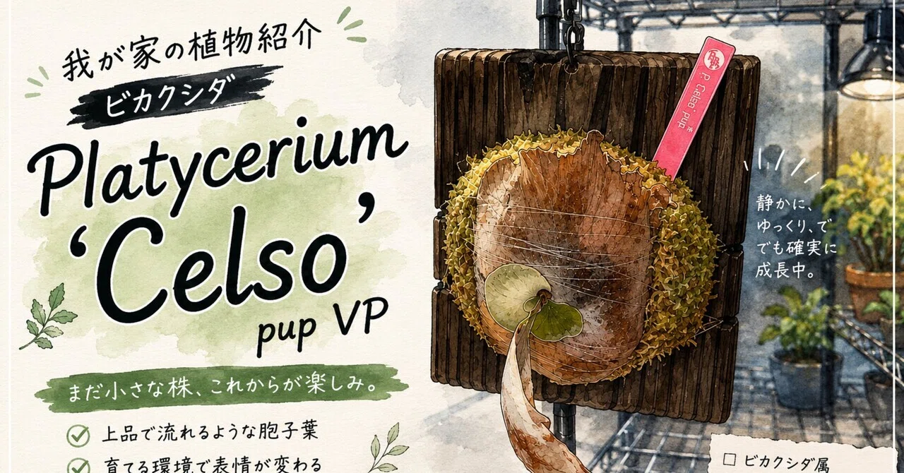 ビカクシダ celso comolebi plants pup No.18 我が家の植物紹介「ビカクシダ」Platycerium 'Celso' pup VP
