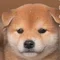 柴犬ちゃちゃまるの部屋