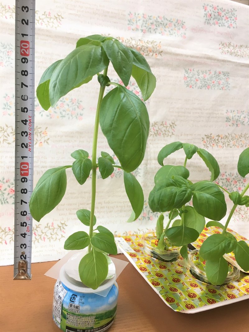 水耕栽培 バジル 摘芯と ひとくちパン Note