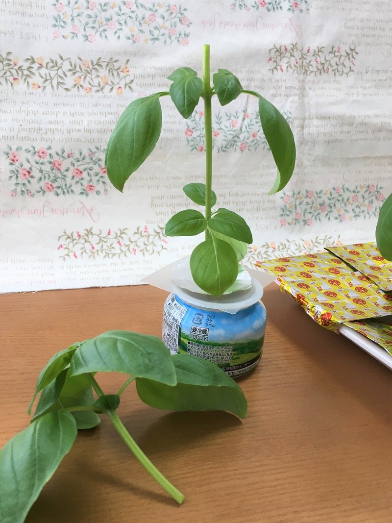 水耕栽培 バジル 摘芯と ひとくちパン Note