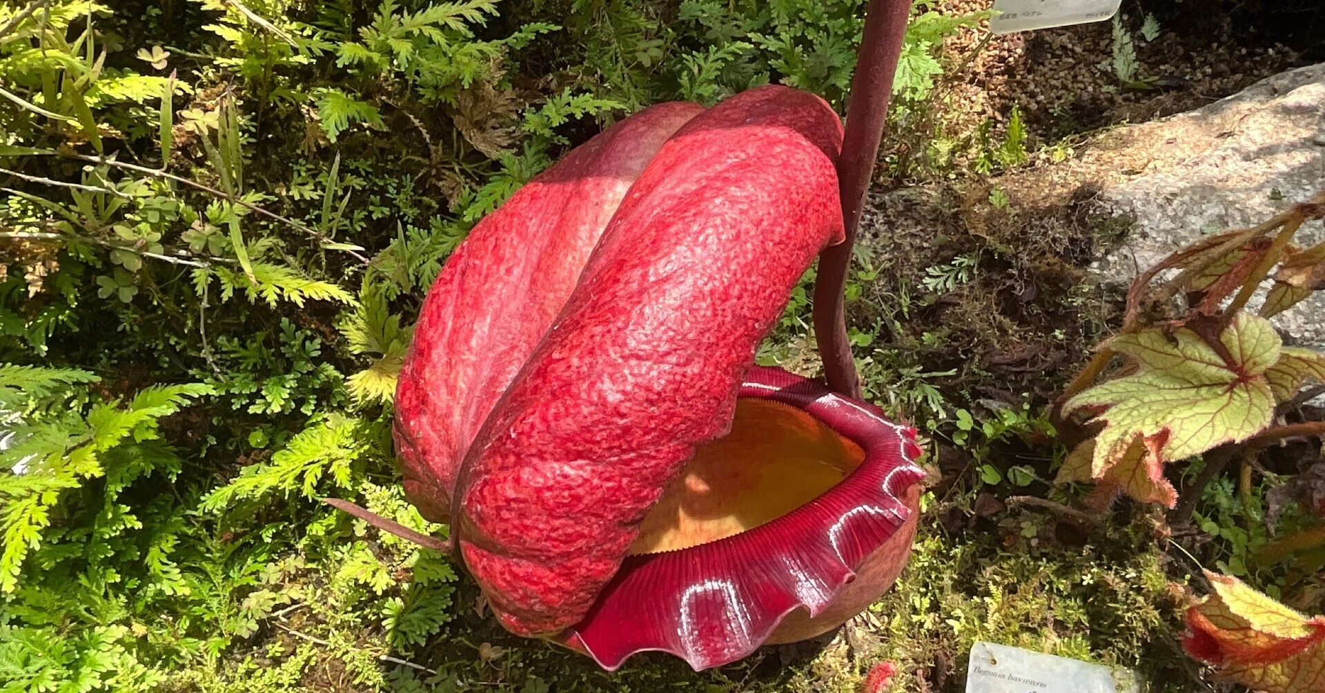 オオウツボカズラ（京都府立植物園）：2026年6月12日（金）｜藤井秀昭
