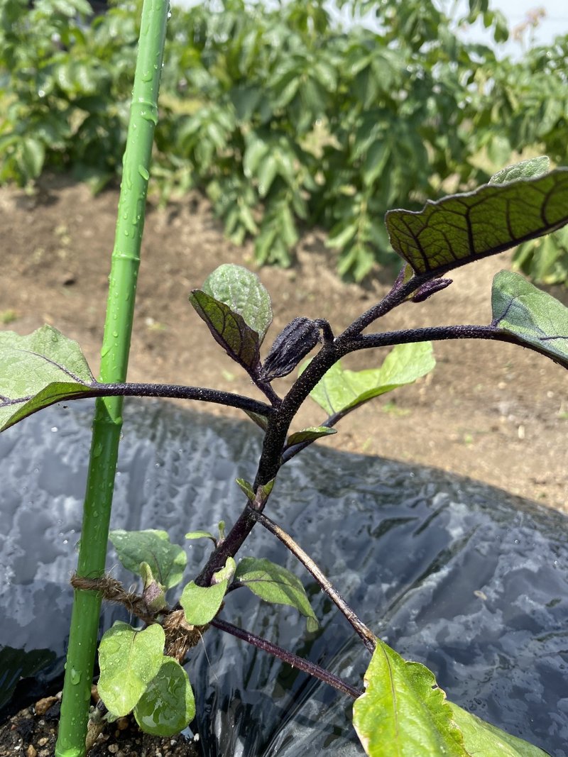 畑のこと ナス編 こなつ Note