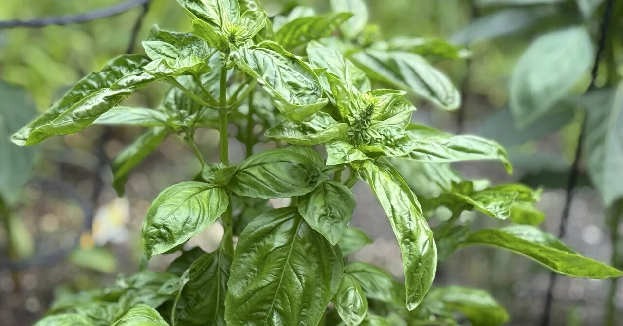 Pinching Basil｜nakayafamily