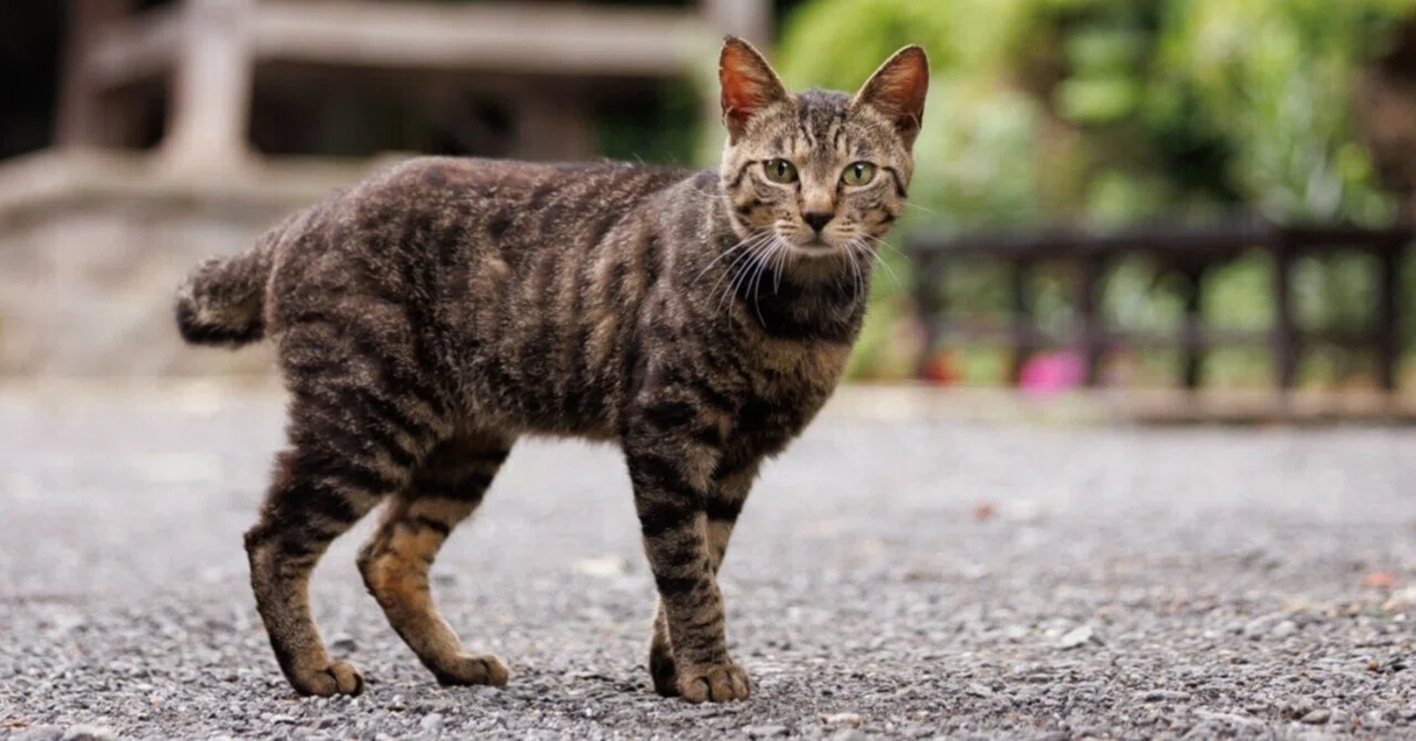 再会】｜猫写真家 猫田晃広（Akihiro Nekota）