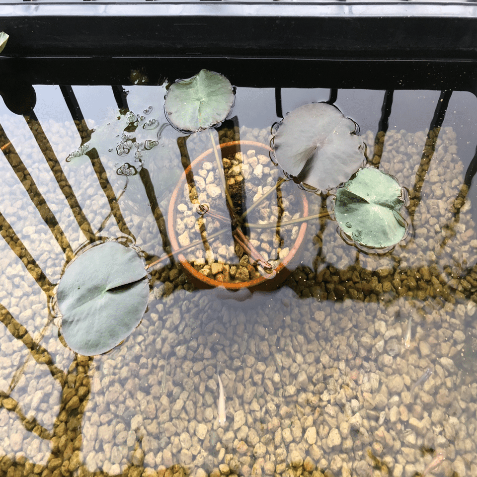 無事に睡蓮が咲きました』ビオトープ観察日記🌱#2｜かずおか🎣