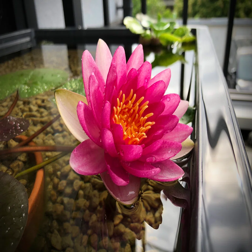 無事に睡蓮が咲きました』ビオトープ観察日記🌱#2｜釣糸屋の田中和希