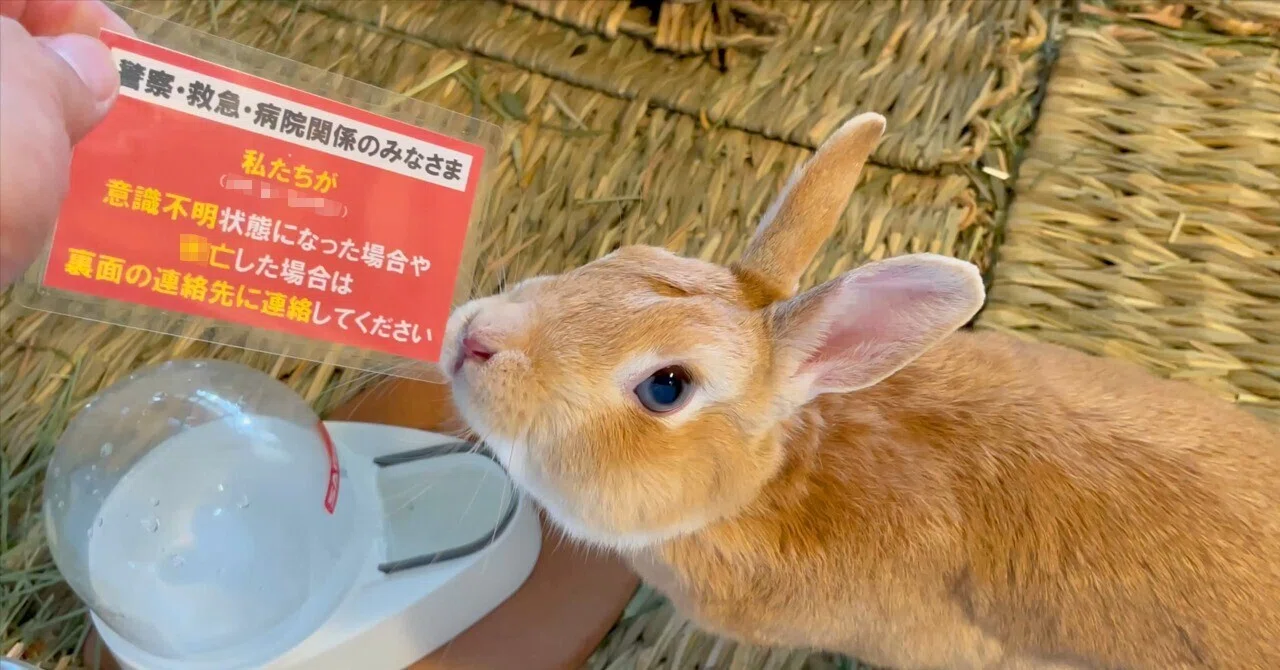 うさぎの危険担保…もしもうさぎが1頭だけ取り残されてしまったら