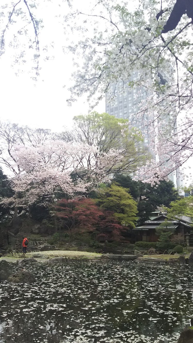 4月5日。母と市ヶ谷駅で待ち合わせて、ぷらぷら歩きながら靖国神社へ。境内もさることながら、裏手にある庭園がとても好きです。薄曇りなのが残念だな～(^_^;)