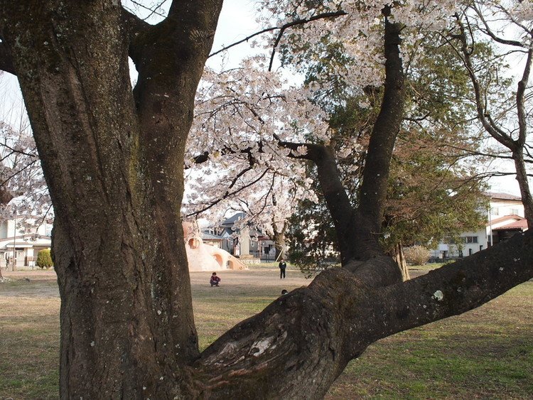 さきみちてさくらあをざめゐたるかな　野澤節子〔咲き満ちた桜を「あをざめゐたる」と形容する言葉のチョイスが素晴らしい。同世代の俳人・金子兜太の《梅咲いて庭中に青鮫が来ている》と響きあっている〕