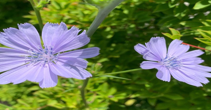 100以上 チコリ 花
