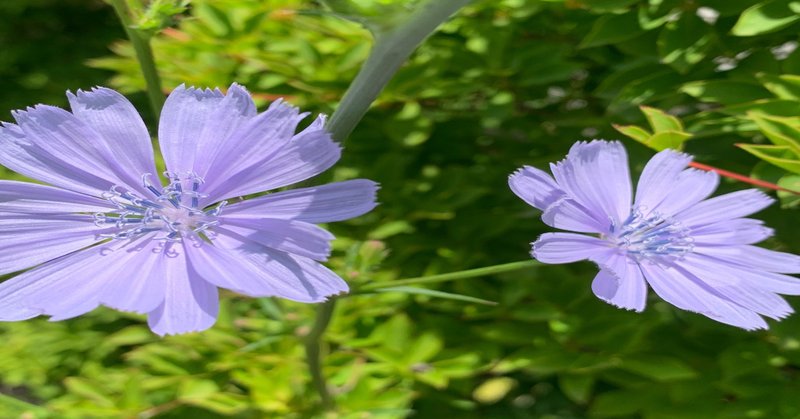 チコリの花