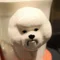 ありをりジャベリン