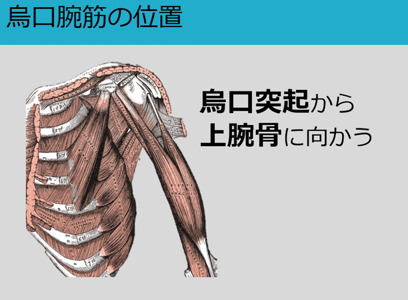 知られざる烏口腕筋 Y K Note