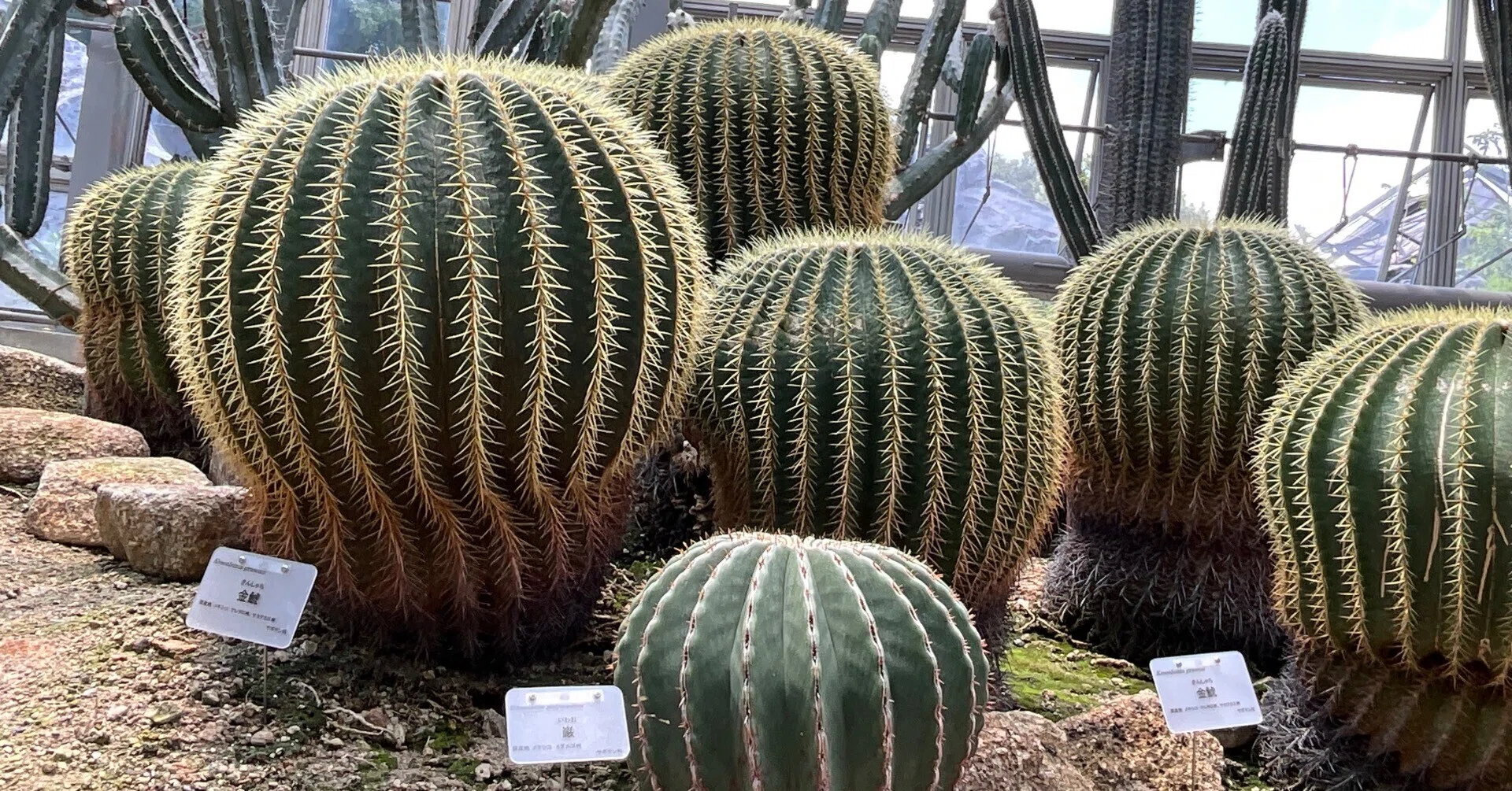 サボテンの金鯱（京都府立植物園）：2026年6月12日（金）｜藤井秀昭