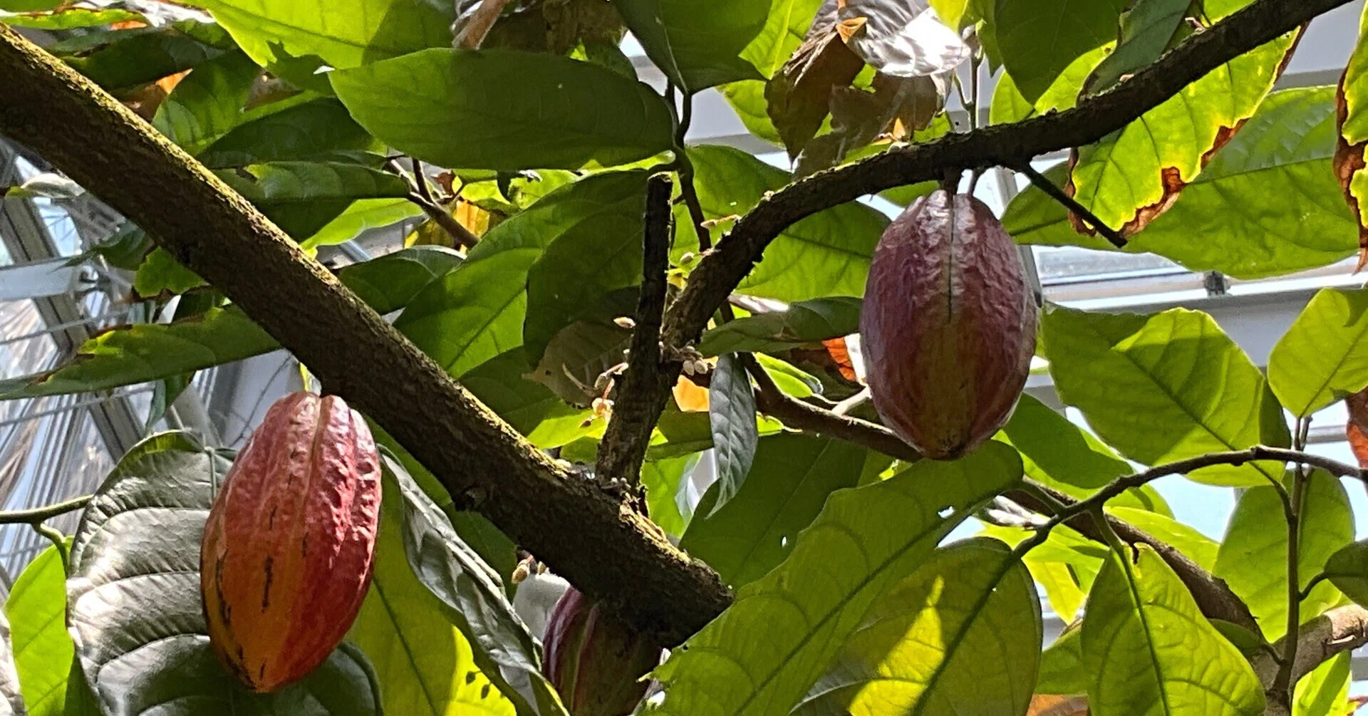 カカオ（京都府立植物園）：2026年6月13日（土）｜藤井秀昭（『京都