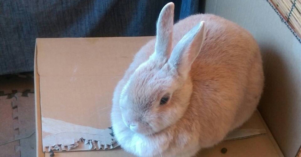 うさぎを拾った話 ２ 奇跡の一致 待友ナヲ子 Matsutomo Nawoko Note