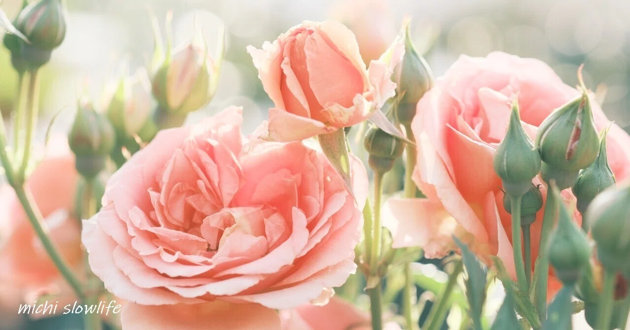 fujifilm X-T5 クラシックネガで撮る薔薇の花｜*michi*