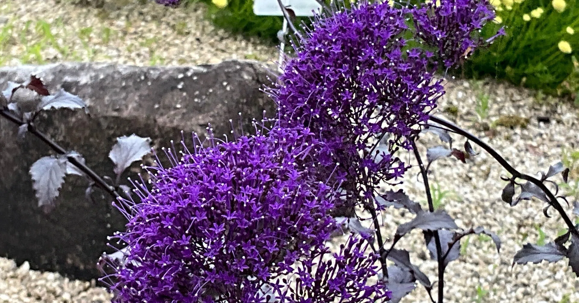 Trachelium caeruleum 'Black Knight' (Kyoto Botanical Gardens