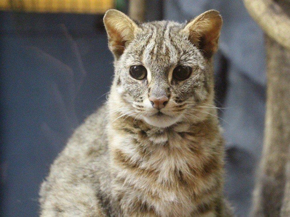 つやつや淡水パールのネコナデの八美神（猫神様）のブローチ