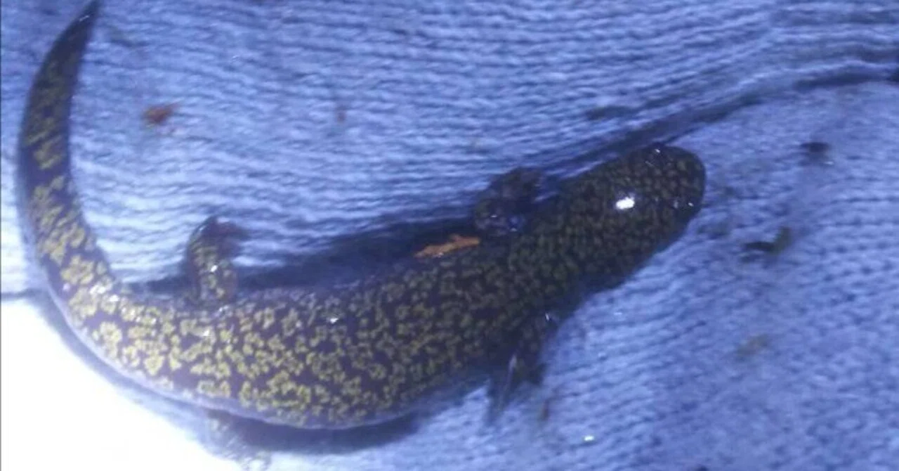 三重県のその他 ヒダサンショウウオ×3匹（飼い込み個体）