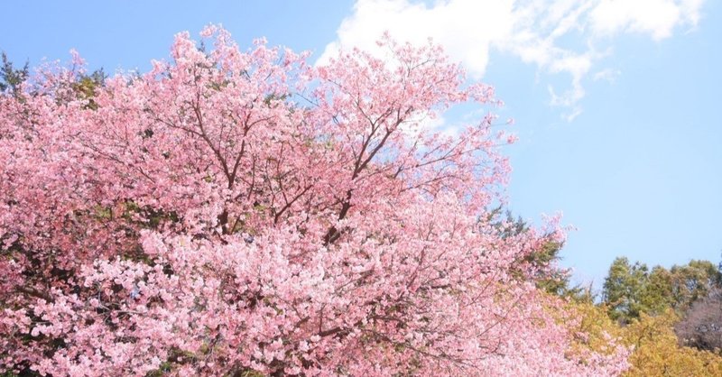 桜の季節4